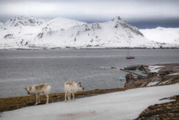 Spitsbergen_2025 (47/78)